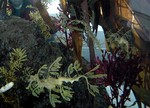 3seadragons