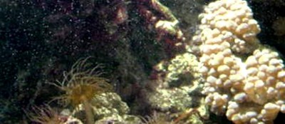 Anemonea