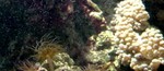 Anemonea