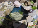 Bin Pond early on 