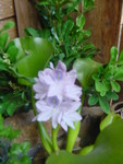 Water Hyacinth 