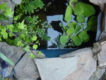 pond closeup 01