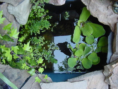 pond closeup 02