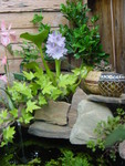 water hyacinth larger view