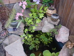 Bin pond 1 with landscaping bits 