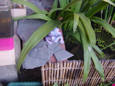 purple frog figure under the Bog lillies 