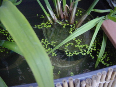 duckweed under papyrus 