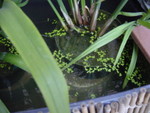 duckweed under papyrus 