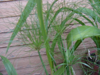 Papyrus heads 