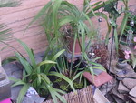 bin pond 2 view 