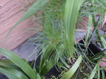 bog lillies bin pond 2
