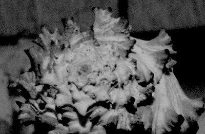 DSC00697.JPG
