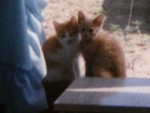 ChibiGoldie n Boof