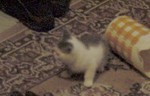 DSC00605