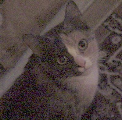 DSC00610